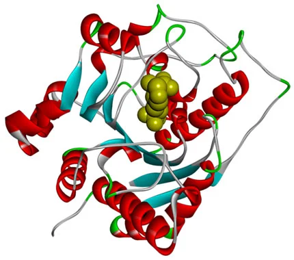 Arginase Illustration 1
