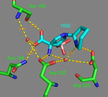 Arginase Illustration 2