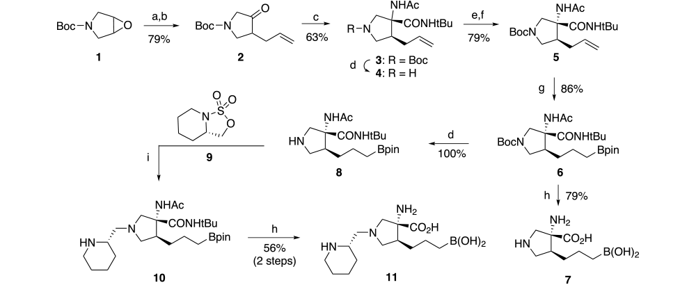 Arginase Scheme 2