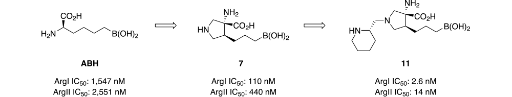 Arginase Scheme 3