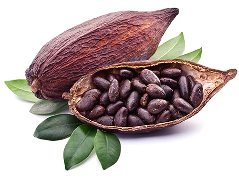Cocoa Flavanol Illustration 1