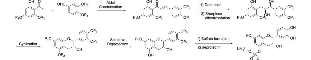 Cocoa Flavanol Scheme 1