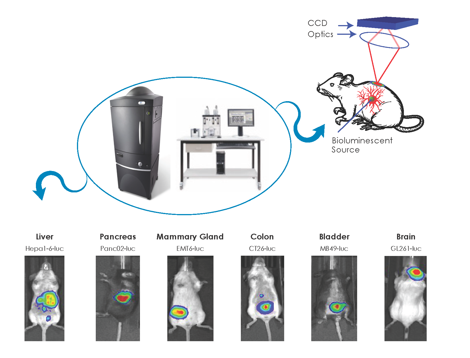 Mouse Radiotherapy Small Animal Radiation Research Platform (SARRP) | Genesis Drug ...